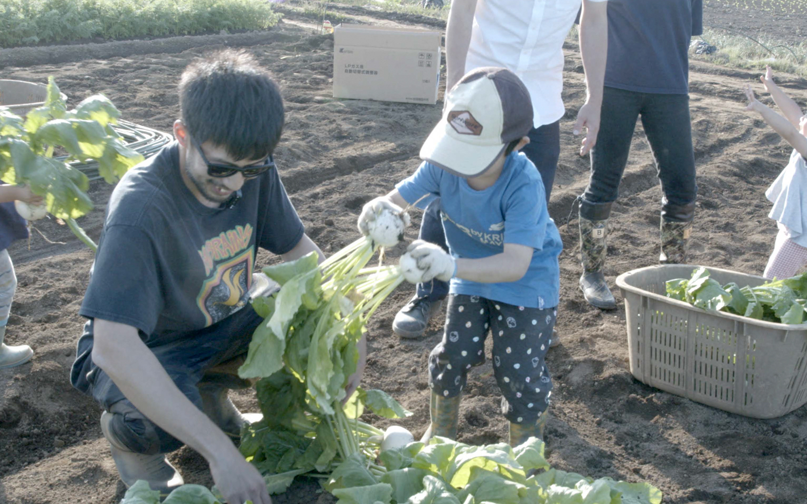 東庄町名産の子カブ収穫体験